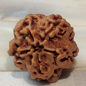 Nirakar ( 0 Mukhi ) Rudraksh
