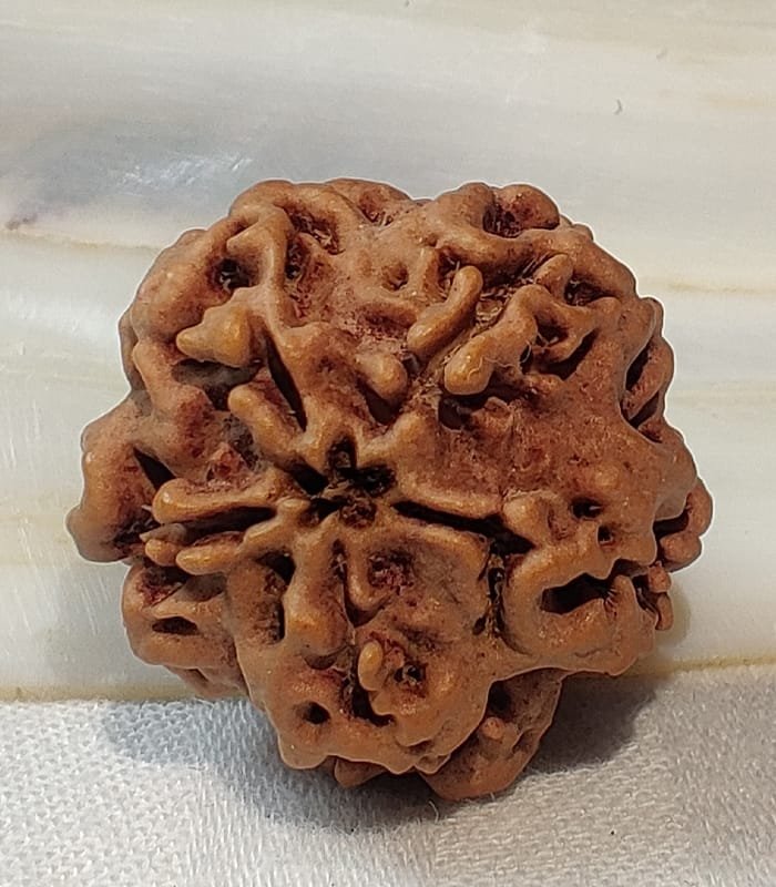 Nirakar ( 0 Mukhi ) Rudraksh