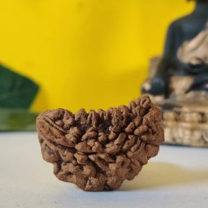 1 Mukhi Rudraksh