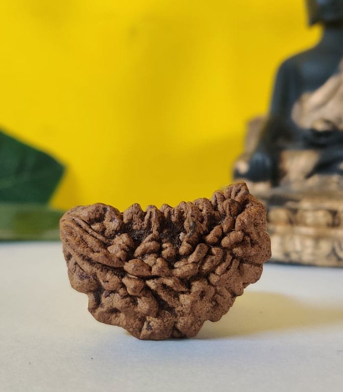 1 Mukhi Rudraksh