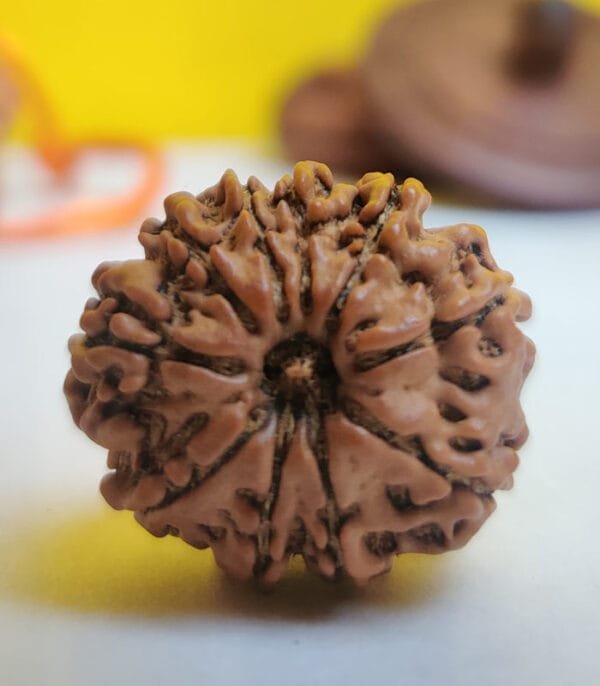 10 Mukhi Rudraksh