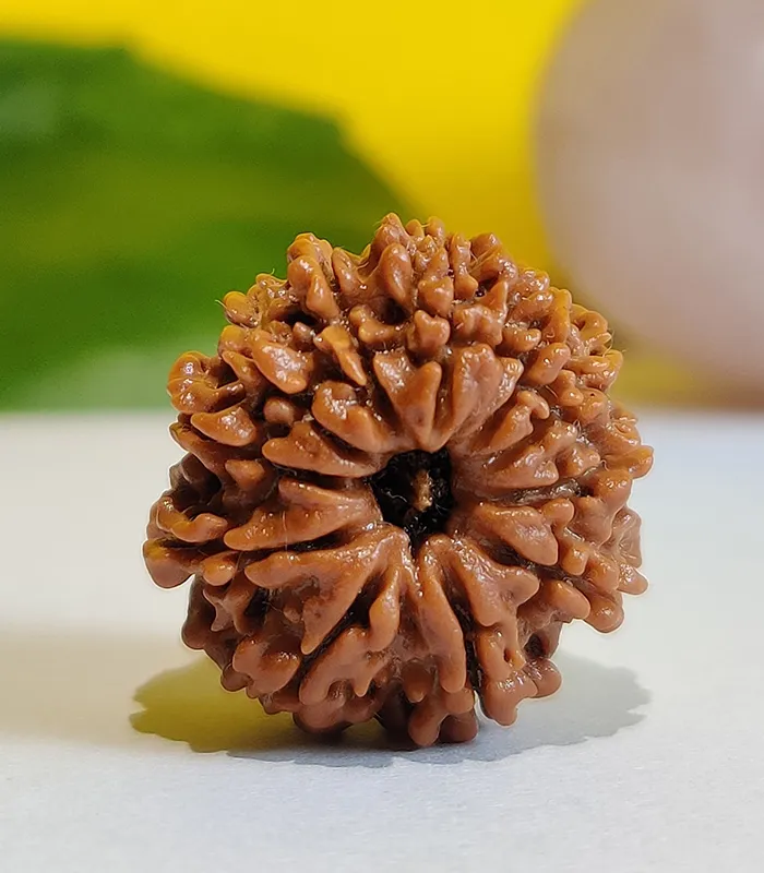 11 Mukhi Rudraksh