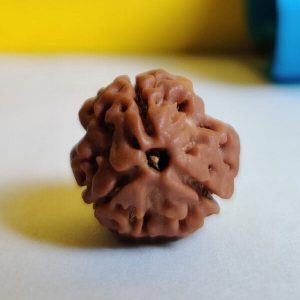 3 Mukhi Rudraksh