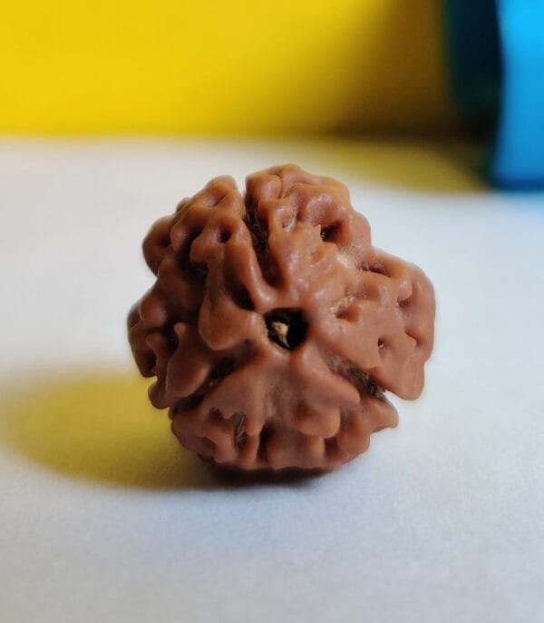 3 Mukhi Rudraksh