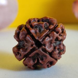 4 Mukhi Rudraksh
