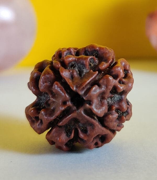 4 Mukhi Rudraksh