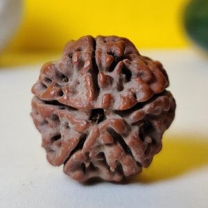 5 Mukhi Rudraksh