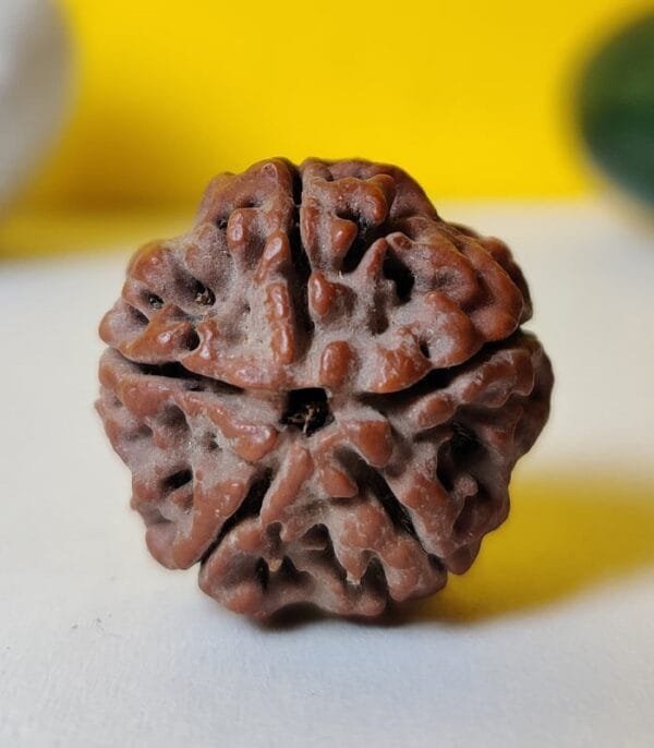 5 Mukhi Rudraksh