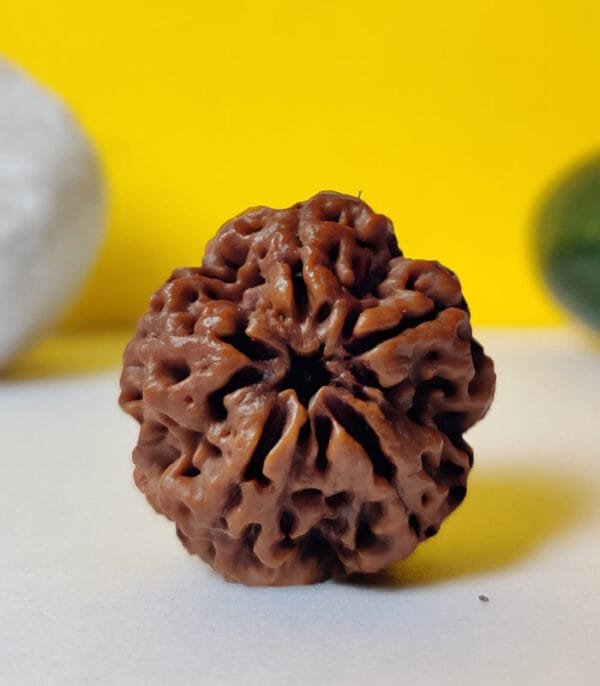 9 Mukhi Rudraksh