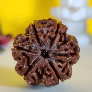 6 Mukhi Rudraksh
