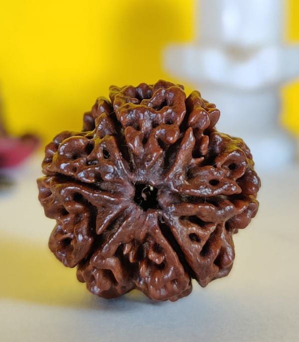 6 Mukhi Rudraksh