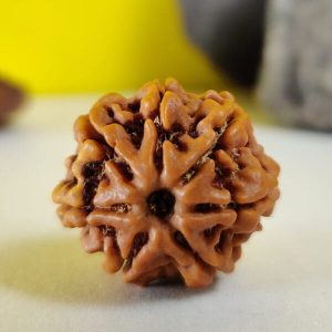 7 Mukhi Rudraksh