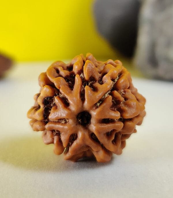 7 Mukhi Rudraksh