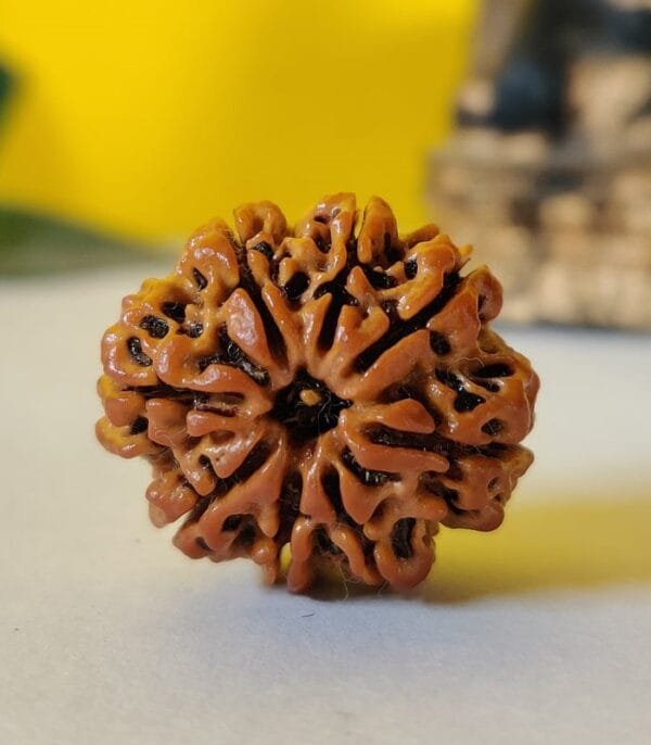8 Mukhi Rudraksh