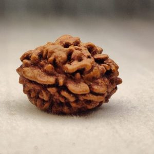 2 Mukhi Rudraksh