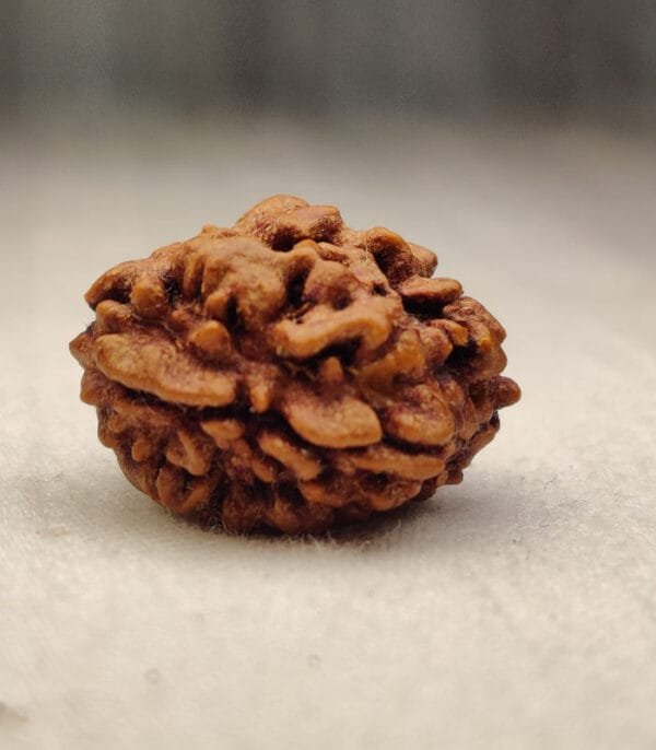 2 Mukhi Rudraksh